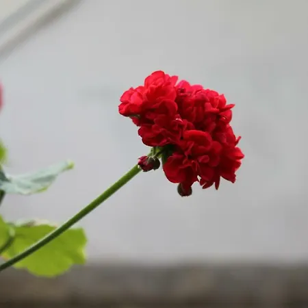 Aparthotel Baia Di Zambrone