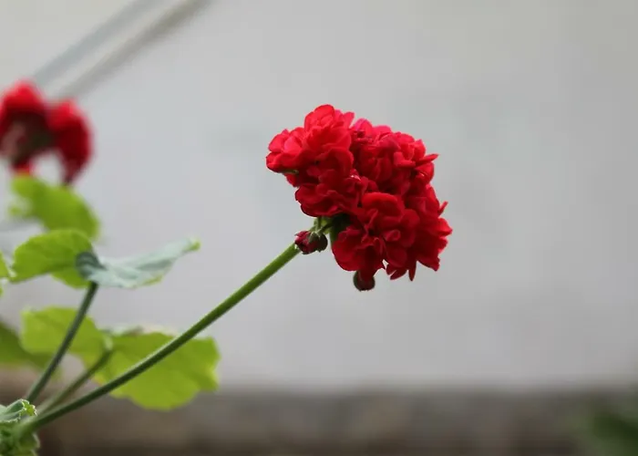 アパートホテル Baia Di ザンブローネ